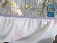 Sultan papağanı çift 1 dişi bir erkek çift kafes dahil