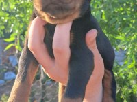 A kalite king doberman yavrular
