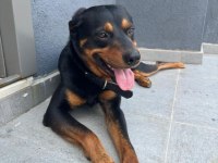 Rottweiler Paşa yeni yuvasını arıyor