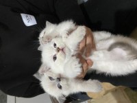 Yavru scottish fold kedimiz