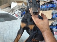 Safkan Premium Doberman mi Yavruları
