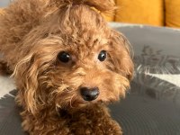 Sevgi ile bakılan toy ve teacup (bardak) boy poodle yavru