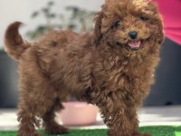 Orjinal kore toy poodle yavrularımız