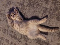 Scottish fold dişi 4 aylık