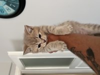 Kedi değil evlat alacaklar baksın