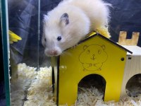 VETERİNER KONTROLLÜ HAMSTER YAVRULARI