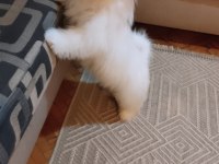 Acil maltese terrier 4 aylık