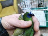 Mavi yüz parrot cinemon lutino taşıyıcı sultan papağanı