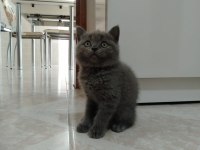British shorthair erkek