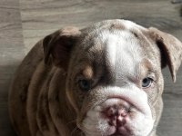 En iyi egzotik ingiliz bulldog yavrularımız