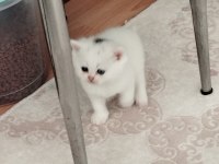 2 aydan küçük british shorthair yavrular
