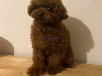 DARK RED POODLE YAVRULAR
