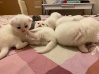 Safkan scottish fold yavrularımız yeni sahibini bekliyor