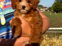 Party Colour Özel Renk Maltipoo