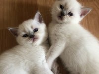 90 günlük british shorthair blue point