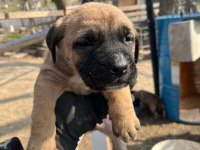 Safkan dişi presa canario