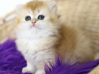 British Longhair Tostikler