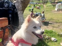 Fox face Pomeranian