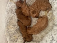 Birbirinden tatlı poodle bebekler