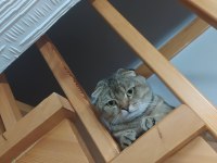 Çok uysal ve sakin scottish fold