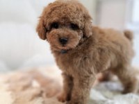 Toy Poodle Köpeği