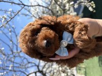 Korekan toy poodle safkan yavrular