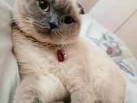 Scottish fold kedimiz Mia yeni yuvasını arıyor