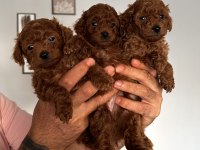DÜNYA TATLISI PELUŞ TADINDA BEBEK KÖPEKLER
