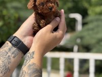 Exotic Pet Club Farkıyla Toy Poodle