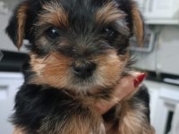 Yorkshire terrier teacup