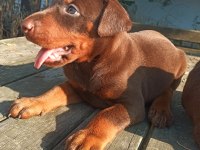Safkan European KIZIL DOBERMAN yavru
