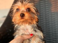 Teacup yorkshire terrier