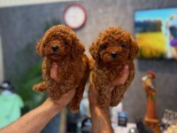 IRK VE SAĞLIK GARANTİLİ KORE TOY POODLE YAVRULARIMIZ