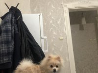 6 Aylık spitz yavrumuz yuvasını arıyor