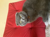 1 yaşında scottish fold