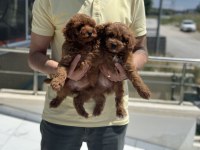 Petmode köpek çiftliğinden ziyarete maltipoo