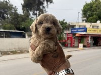 Kg Garantili Dişi Üst Kalite Maltipoo Yavrumuz