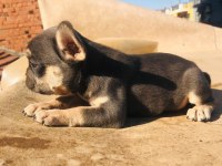 French bulldog köpeği