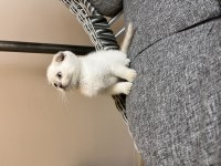 Orjinal ırk scottish fold