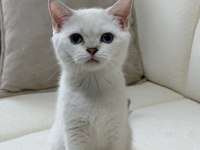 Anne Altından Safkan Mavi Göz Dişi British Shorthair