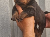 Koca kafalı rottweiler yavrular