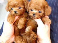 küçük ve tatlı şeker yumuk yumuk poodle