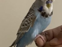 Konuşan Ele Kola Gelen Muhabbet Kuşu