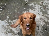 Golden Retriever Erkek