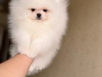 KRALİÇE GİBİ POMERANİAN BOO DİŞİ