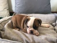 Petmode Köpek Çiftliğinden englis bulldog