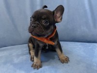 Egzotik french bulldog yavrular