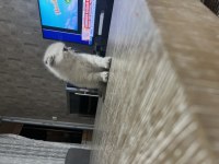 3 aylık Scottish Fold