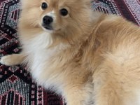 Pomeranian köpeğimiz