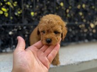 RED BROWN POODLE YAVRUMU YENİ YUVASINA HAZIR